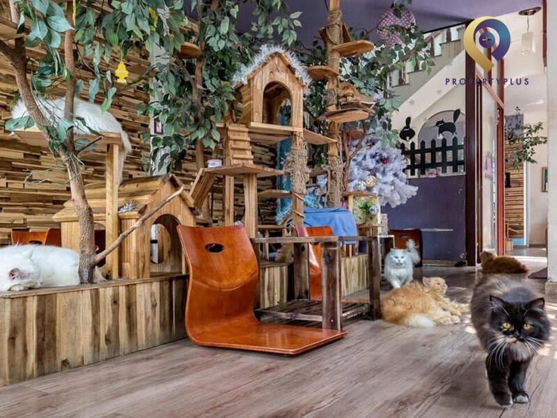 9+ quán cafe mèo Hà Nội “cực cute” thu hút đông đảo giới trẻ
