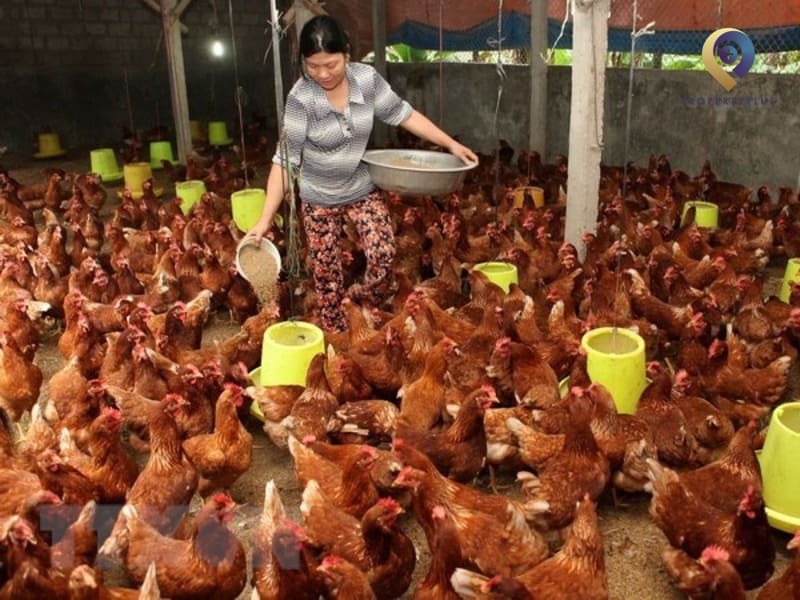 200 triệu kinh doanh gì ở nông thôn