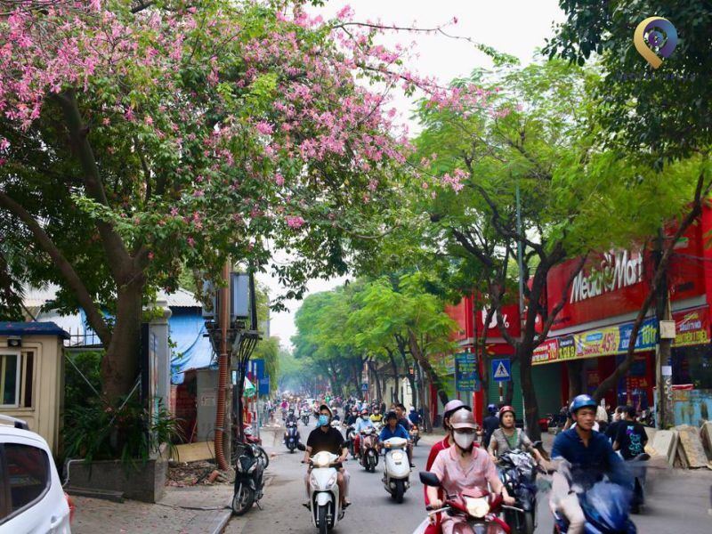 Hai dọc bên đường phù đều cây xanh