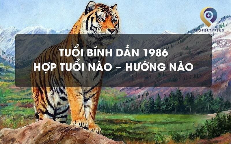 1986 hợp hướng nào