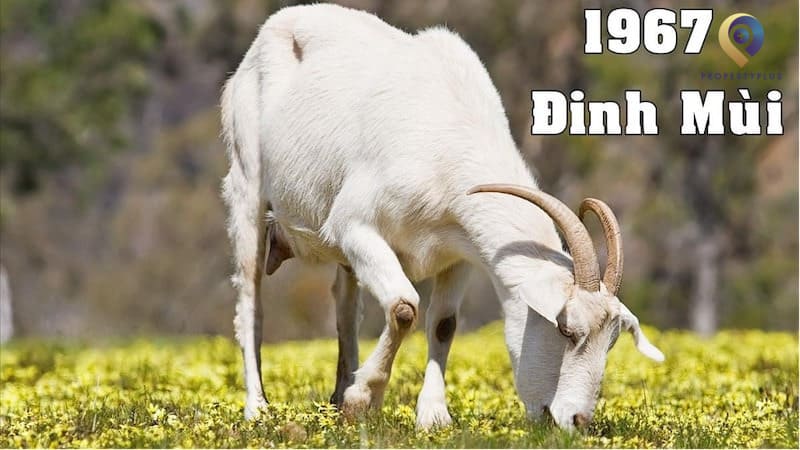 tuổi 1967 hợp hướng nào