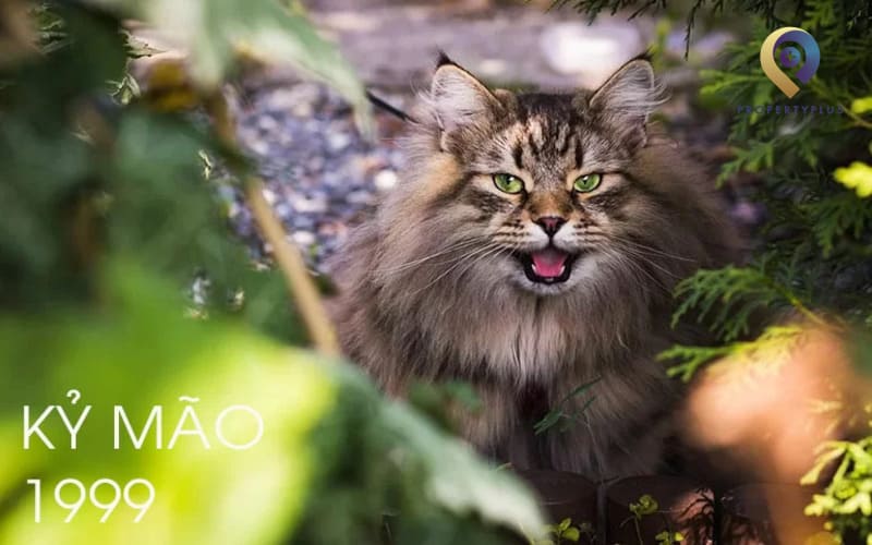 Kỹ Mão 1999 Hợp Hướng Nào