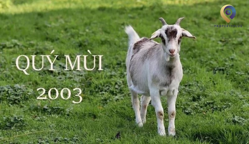 Tuổi Quý Mùi 